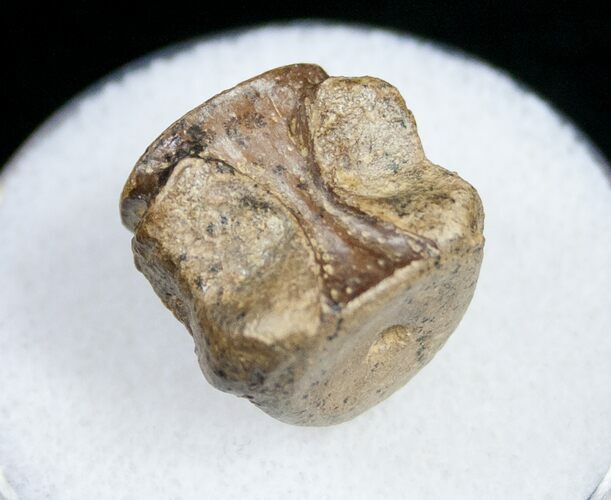 Champsosaurus Vertebrae (Cretaceous Reptile) #10824